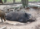 Besuch bei den Wildschweinen